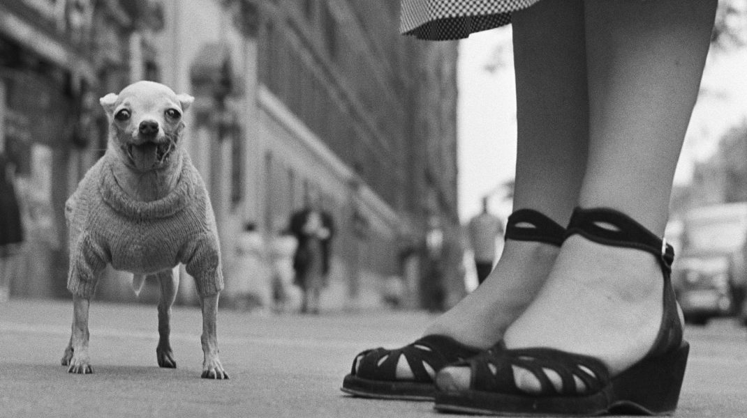 Elliott Erwitt - Il Silenzio Ha Un Bel Suono