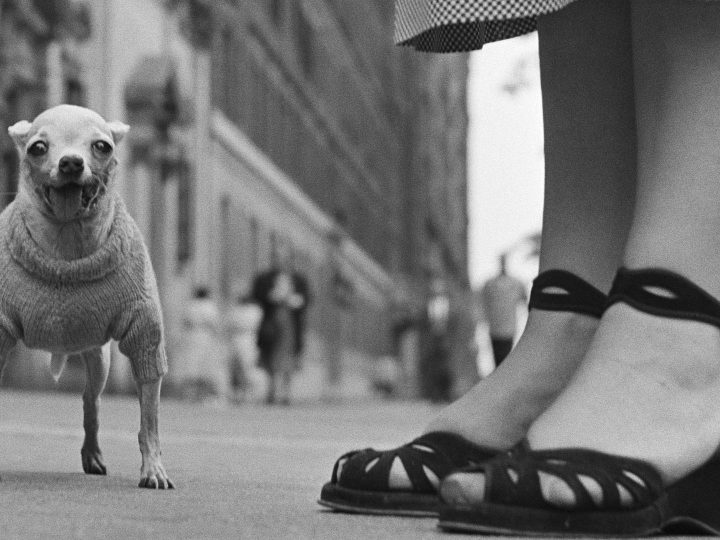 Anteprima Art Night: Elliott Erwitt, il silenzio ha un bel suono