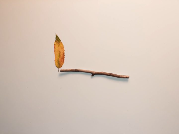 Stickmatch, l’animazione di William Crook che accende i colori dell’autunno